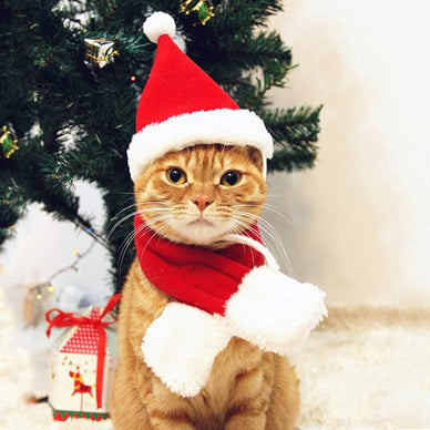 Capture Holiday Joy with Your Furry Friend!
