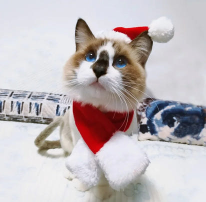 Christmas Outfit, Hat & Scarf Set for Pets