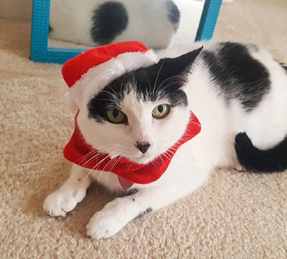 Christmas Outfit, Hat & Scarf Set for Pets